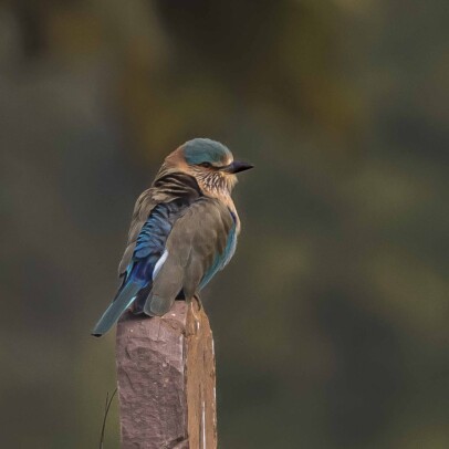 birds of india