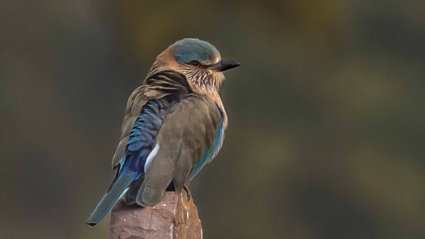 birds of india