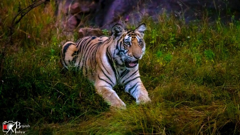 best safari south india