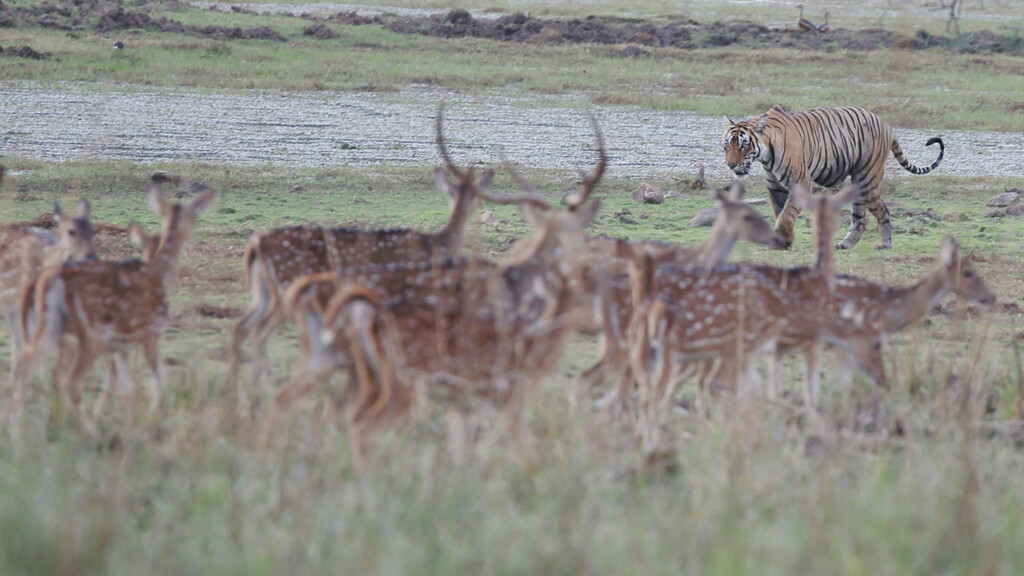 Ranthambore 