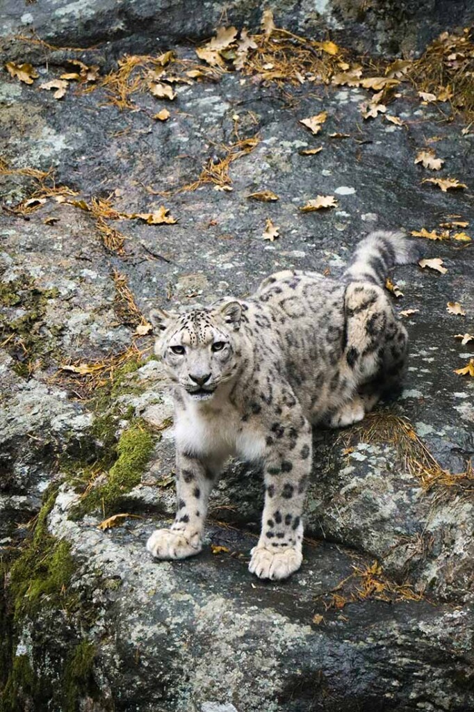 hemis national park