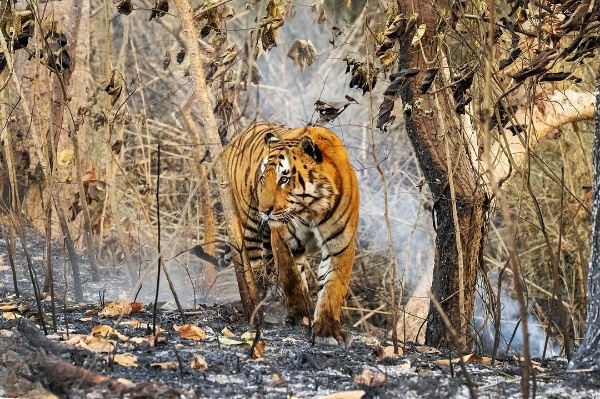 tadoba national park