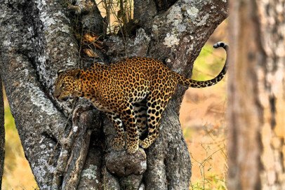 bandipur national park