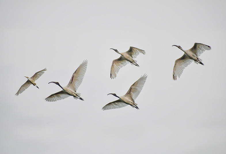 crane birds