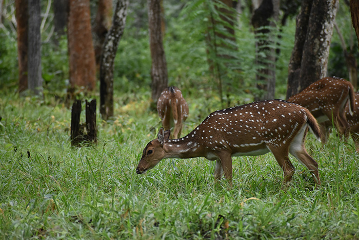 bandipur national park