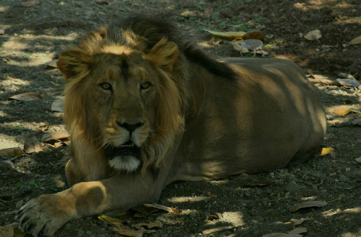 gir national park