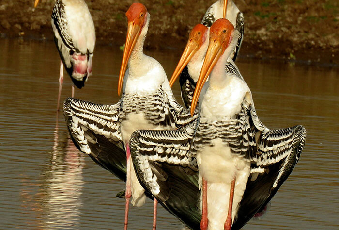 crane birds