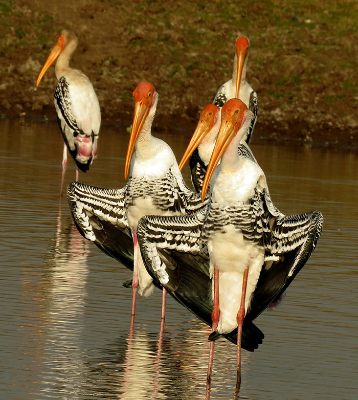 crane birds