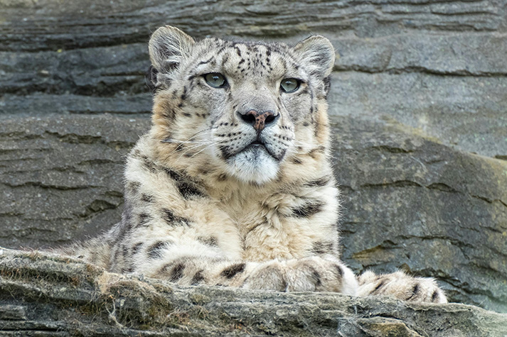 snow leopard