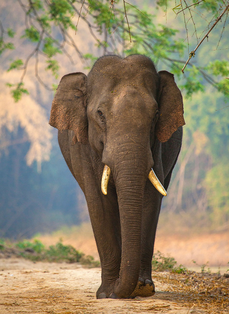 bandipur national park