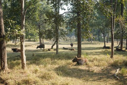 pench national park