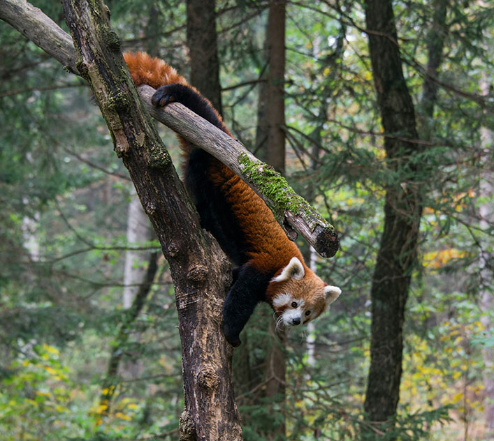 red panda