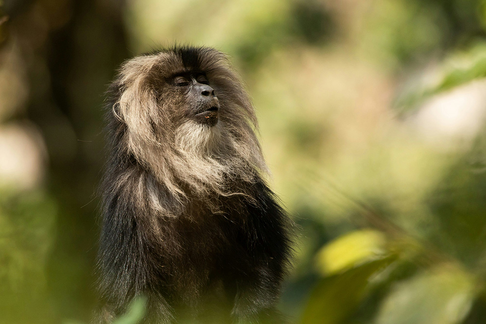 Lion-Tailed Macaque