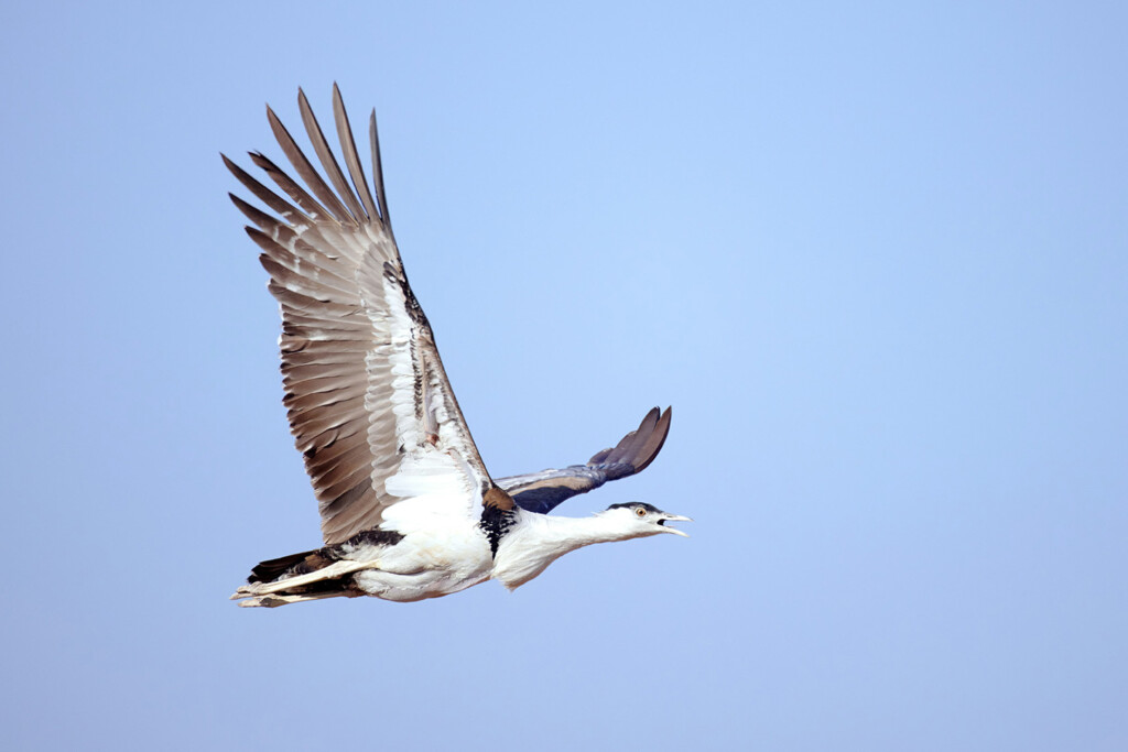 indian bustard