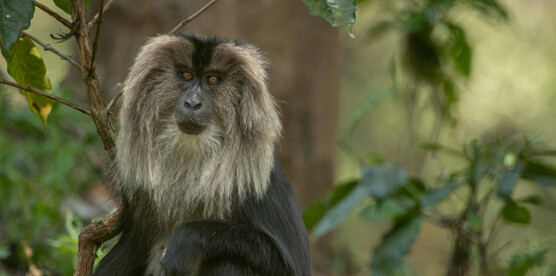 The Lion-Tailed Macaque: Guardians of the Western Ghats