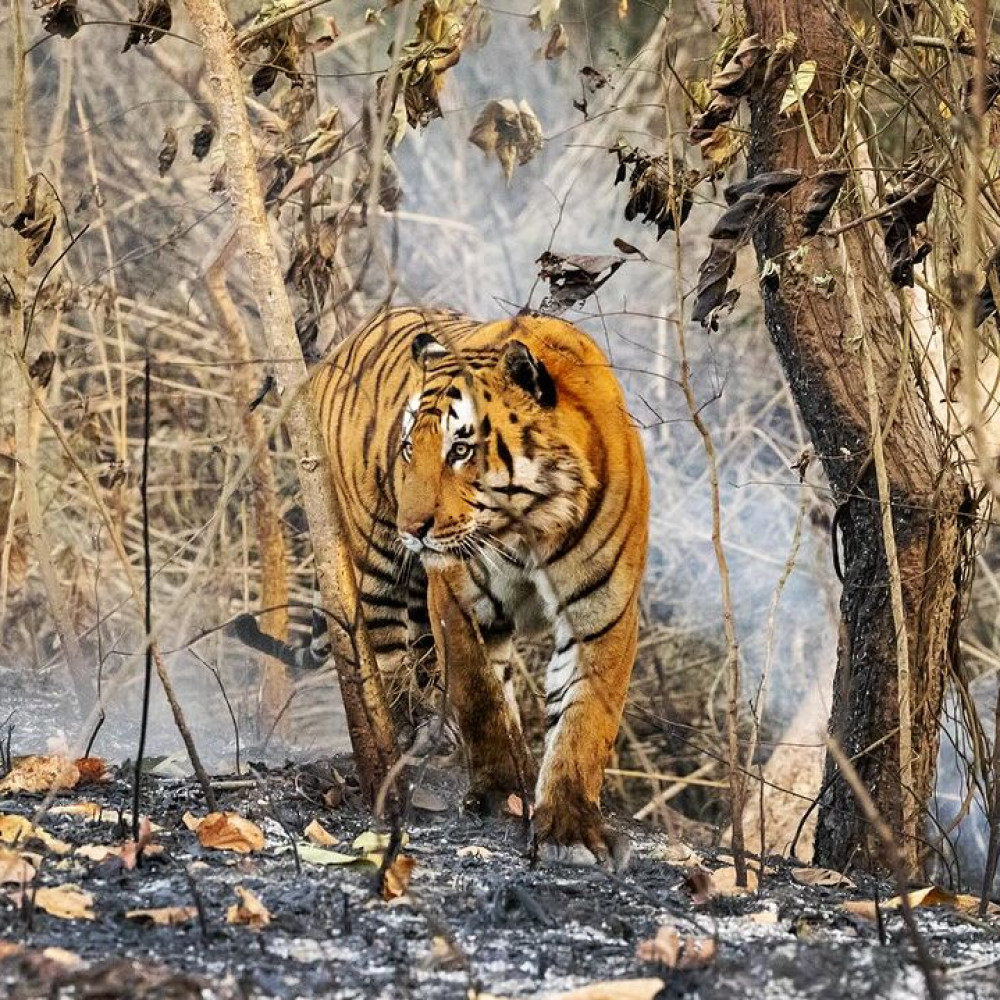 tadoba national park